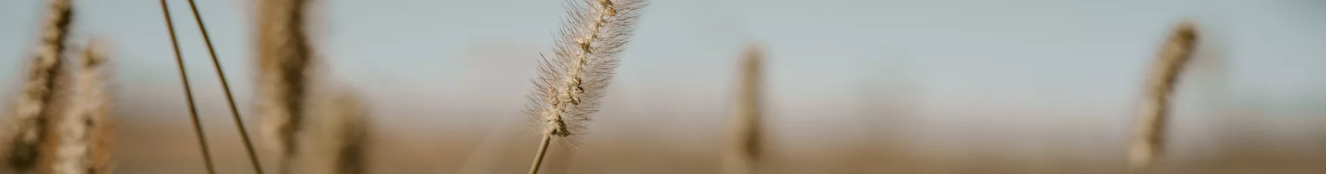 A detailed close-up of wheat stalks in prairieland, capturing the texture and beauty of the wheat, set against an out-of-focus background that highlights the vastness and beauty of the surrounding prairie landscape.